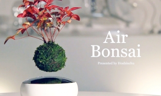 Ngắm không chớp mắt trước những chậu bonsai lơ lửng giữa không trung