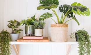 Trang trí nhà bằng cây giả: Tốt hay xấu theo quan niệm phong thủy?