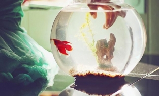 Đặt bể cá trong phòng ngủ: Nên hay không theo quan niệm phong thủy?