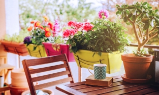 Những 'ứng cử viên' lý tưởng cho người đang tìm cây cảnh trang trí ban công