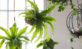 Cây cảnh treo tường: 7 'ứng cử viên' sáng giá cho ngôi nhà thêm xanh mướt