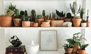 5 loại cây cảnh vừa lọc không khí vừa hợp để trang trí nhà mùa Thu