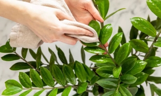 Cách vệ sinh lá cây cảnh nhanh, đơn giản để cây cảnh luôn khỏe, xanh mướt