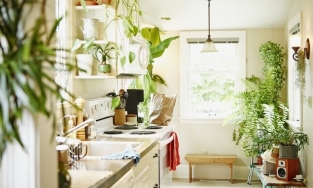 Những phòng bếp muốn ở lại mãi vì vừa đẹp, vừa thư giãn nhờ cây cảnh