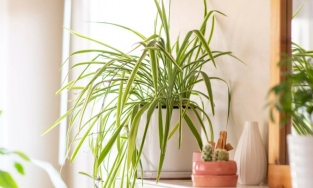 6 loại cây cảnh này là 'ứng cử viên' tuyệt vời cho những căn phòng thiếu sáng