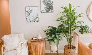 10 loại cây cảnh vừa thanh lọc không khí vừa làm đẹp nhà ngày Tết