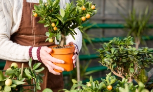 6 loại cây cảnh, hoa có mùi thơm tuyệt vời cho nhà bạn luôn ngát hương