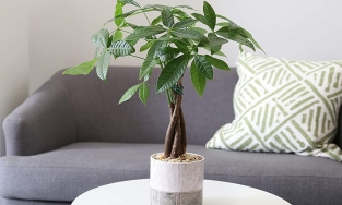 Tất tần tật về cây kim ngân, loài cây cảnh trang trí nhà đẹp lại rước tài lộc về nhà