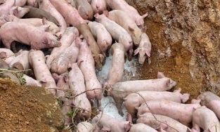 Hàng trăm con lợn bệnh bị vứt bỏ ở khu vực giáp ranh Nghệ An - Thanh Hóa