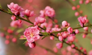 Tết Nguyên đán Tân Sửu 2021 vào ngày nào dương lịch?