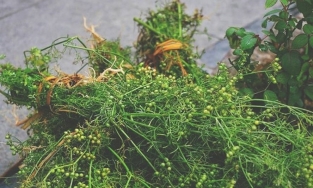 Tắm lá mùi già chiều 30 Tết, tục thanh tẩy của người miền Bắc