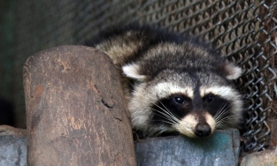 Gấu mèo Bắc Mỹ được cứu từ thùng đông lạnh về Thảo Cầm Viên sinh sống