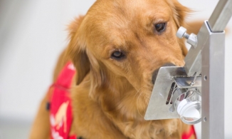 Chó có thể phát hiện ra người nhiễm Covid-19