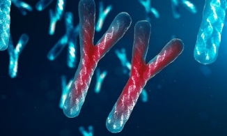 Nhiễm sắc thể Y dần biến mất gây nguy cơ “tuyệt chủng” cho nam giới