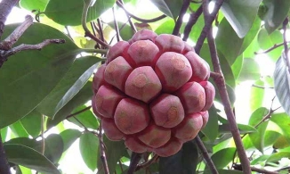 Na rừng 'siêu to khổng lồ' có giá vài trăm nghìn một trái