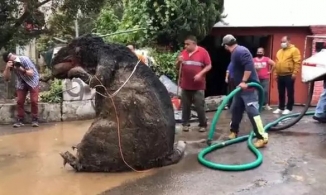 Người phụ nữ chết đuối trong nhà vì ngập lụt do ''chuột khổng lồ''