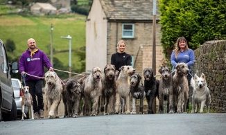 Hai vợ chồng sống cùng bầy chó săn khổng lồ 13 con