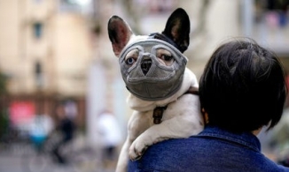 26 loài động vật có nguy cơ cao lây nhiễm Covid-19