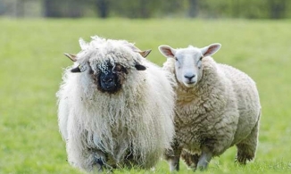 Loài cừu mũi đen giống hệt thú nhồi bông tại Thụy Sĩ