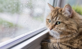 Cô mèo đến nghĩa trang thăm mộ chủ mỗi ngày suốt 2 năm chia xa