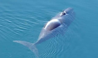 5 loài vật sống lâu nhất hành tinh