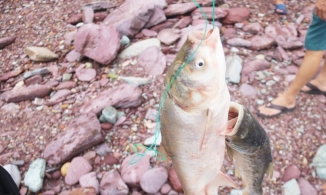 Người dân liều mình săn cá lớn dưới chân hồ Kẻ Gỗ