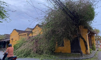 Bụi hoa giấy 'sống ảo' tại Hội An đã tan hoang trong bão số 9