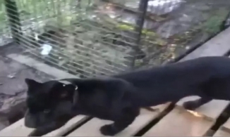 Trả 3,5 triệu đồng để được gãi bụng báo đen, người đàn ông bị lột da đầu