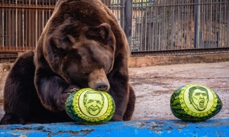 Gấu và hổ ở vườn thú Nga dự đoán kết quả bầu cử Tổng thống Mỹ 2020