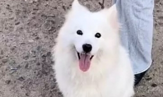 Vừa đẹp vừa biết điều, chú chó được giải cứu trước giờ vào lò mổ 