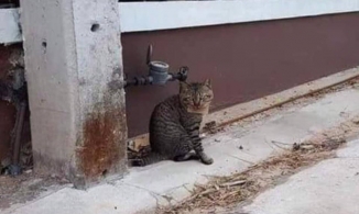 Chú mèo bỏ nhà 'đi bụi', khi về mang theo đống nợ nần cho chủ