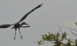 Bức ảnh chim diệc và cá kình bay trên bầu trời và sự thật bất ngờ phía sau