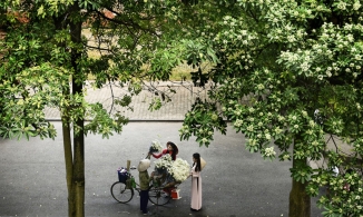 Mang cả hoa sữa về nhà cắm: Loài hoa 'đặc sản' mùa thu Hà Nội tiếp tục gây tranh cãi không hồi kết