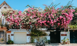 Những bức ảnh cho thấy hoa giấy là loại hoa lý tưởng để trang trí cổng nhà