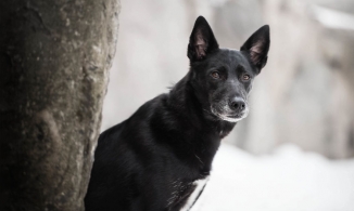 Những anh chàng 'Black man' quyến rũ nhất thế giới động vật