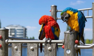 Giải mã lý do vẹt sống thọ đến 80 tuổi