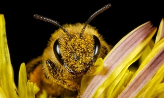 Vì sao ong sẽ 'lên thiên đàng' sau khi đốt người?