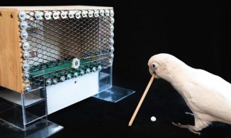 Video xem Vẹt mào học chơi Golf