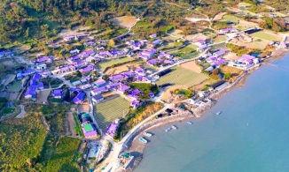 Banwol, hòn đảo tím lịm thu hút khách du lịch của Hàn Quốc