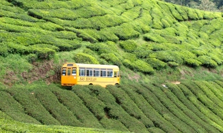 Cao nguyên Cameron nơi nghỉ dưỡng tuyệt vời của du khách khi tới Malaysia