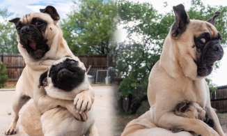 Hai anh em chó Pug nổi tiếng vì tài 'diễn sâu' như 'idol' Nguyễn Văn Dúi