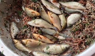 Gỏi cá nhảy, món ăn người khen, người không dám thử của Sơn La