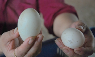 Cách chọn trứng vịt lộn ngon, không non, không già, trăm quả như một