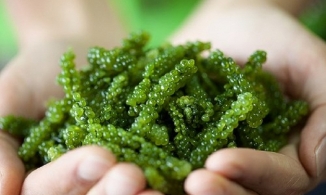 Cách sơ chế rong nho nhanh, đảm bảo ăn không tanh và giữ được độ giòn 