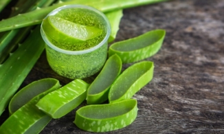 Mẹo bảo quản nha đam được lâu mà không lo bị ủng, thối