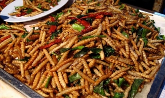 Sâu măng, món ngon đặc sản ở Mường Lát nhưng không phải ai cũng dám thử