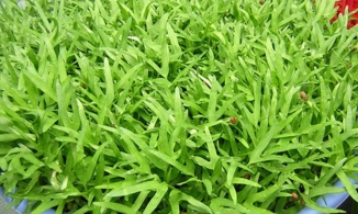 Cách trồng rau muống không cần đất để có rau ăn quanh năm