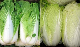 Cải thảo trắng và cải thảo xanh, nên chọn mua loại nào mới có nhiều dinh dưỡng?