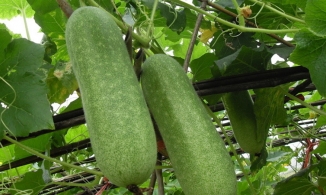 5 mẹo chọn bí đao ngon, giòn, đặc ruột và cách bảo quản bí đao để lâu không hỏng