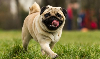 Điểm danh 10 giống chó đáng yêu dễ huấn luyện đi vệ sinh nhất